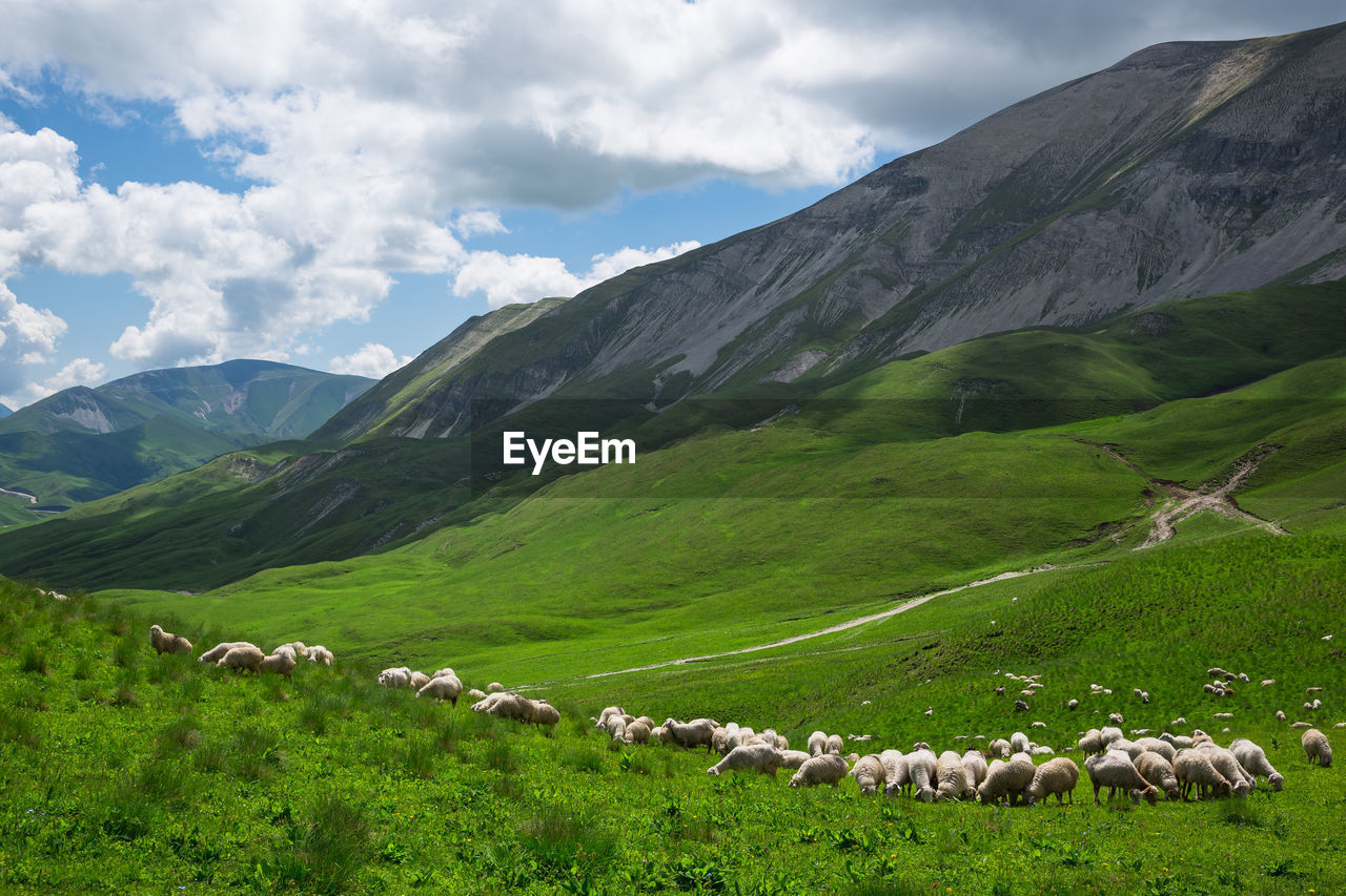 SCENIC VIEW OF GREEN LANDSCAPE AND MOUNTAINS