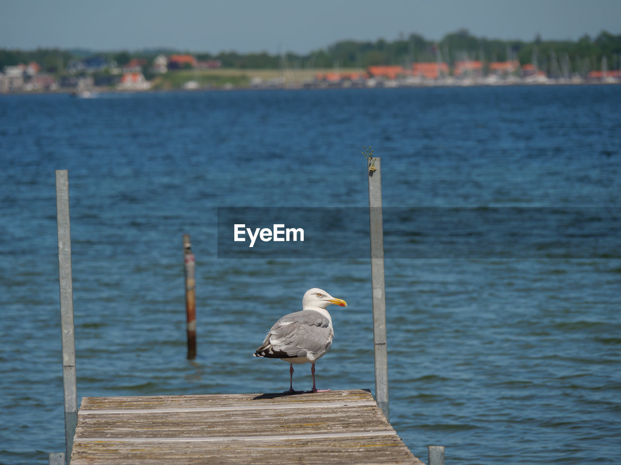 SEAGULL PERCHING ON WOODEN POST BY SEA