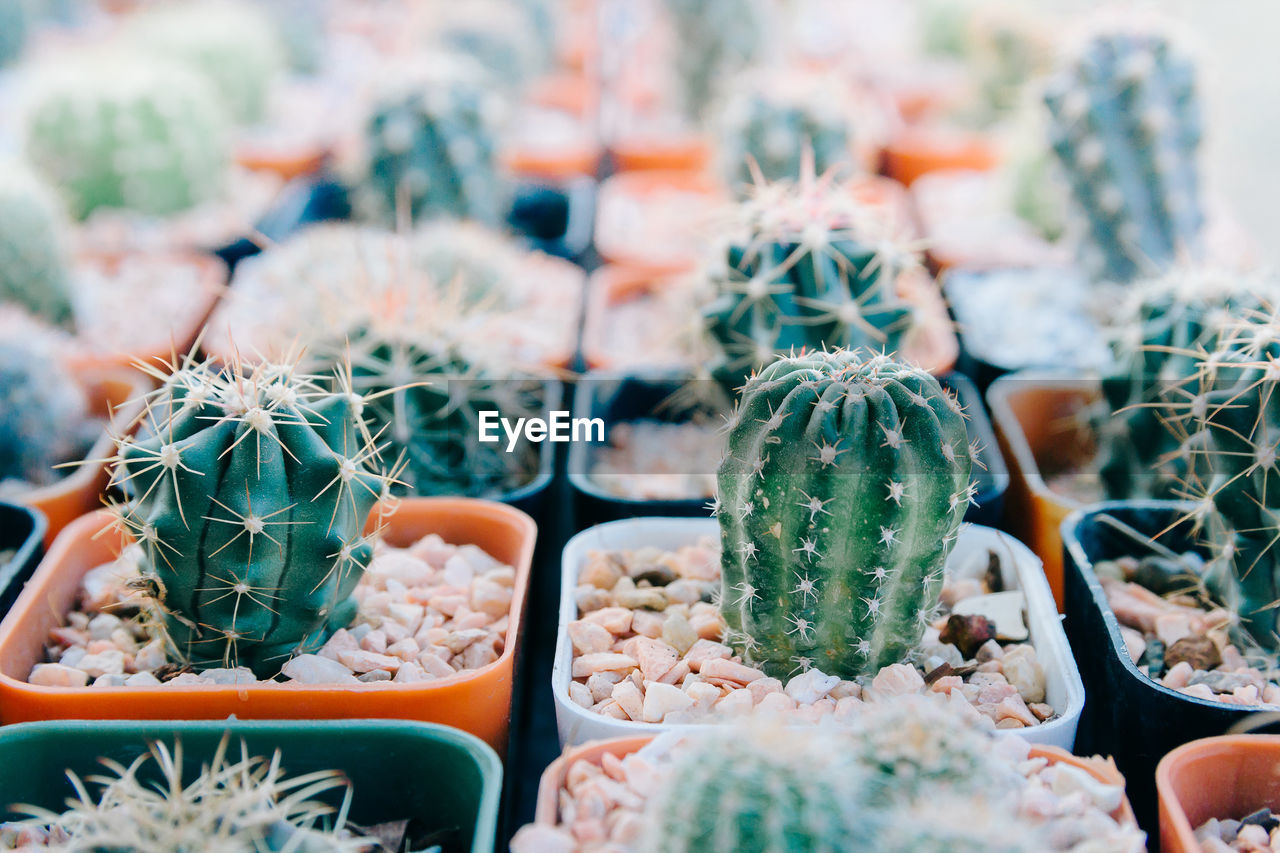 Full frame shot of potted cactus in market for sale