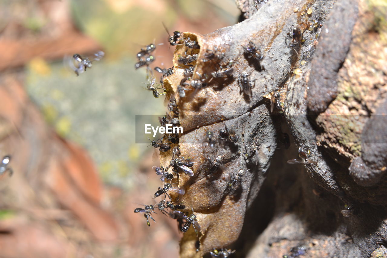 CLOSE-UP OF BEES ON TREE TRUNK