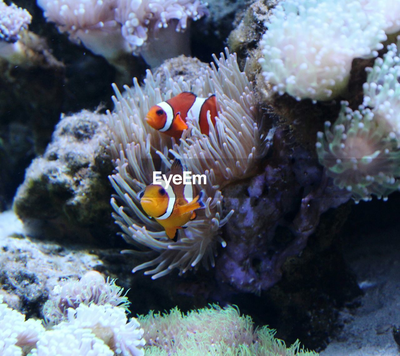 Pair of clownfish relaxing on coral in fish tank