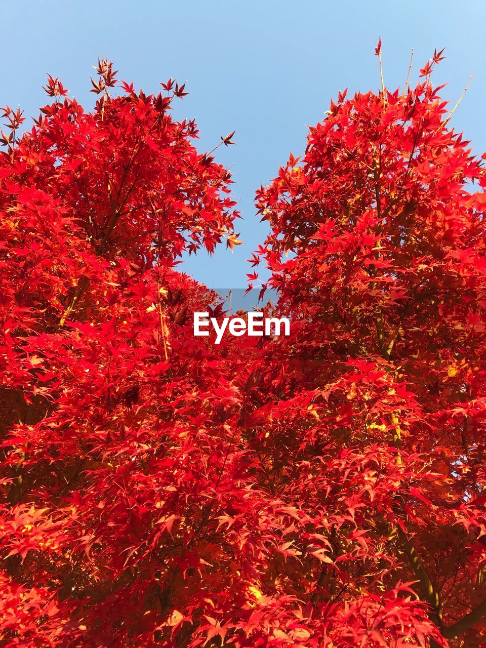 LOW ANGLE VIEW OF RED MAPLE TREE