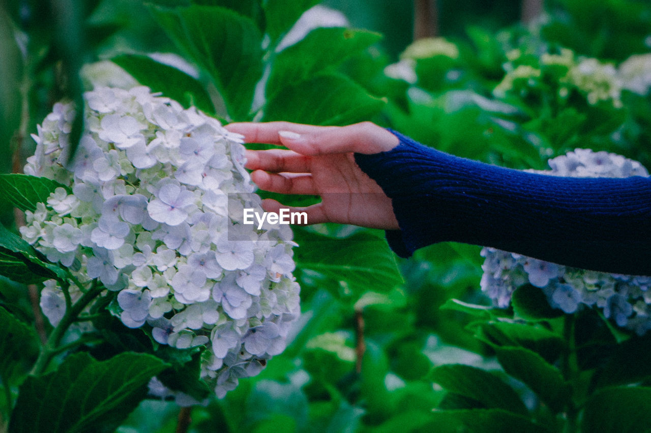 Close-up of hand on purple flowering plant