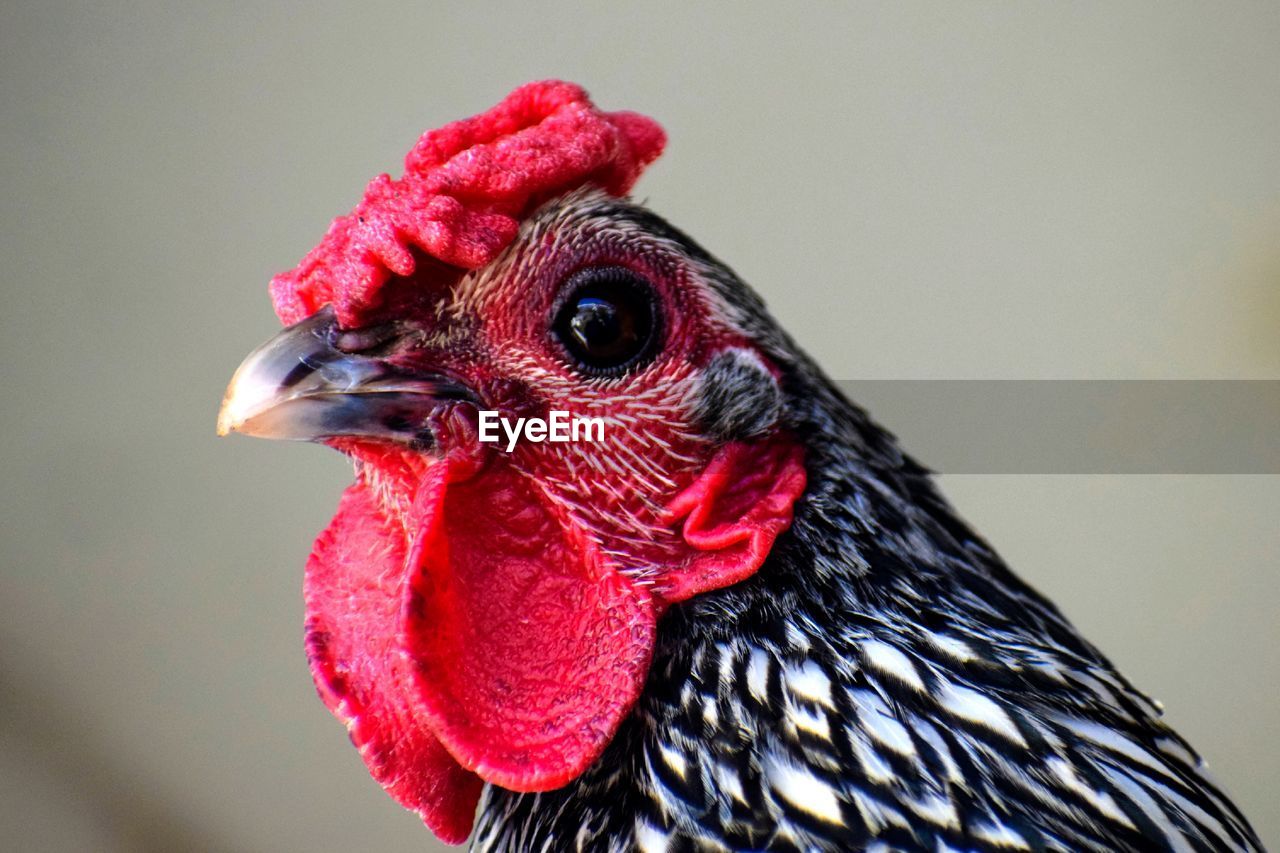 Close-up of a bird