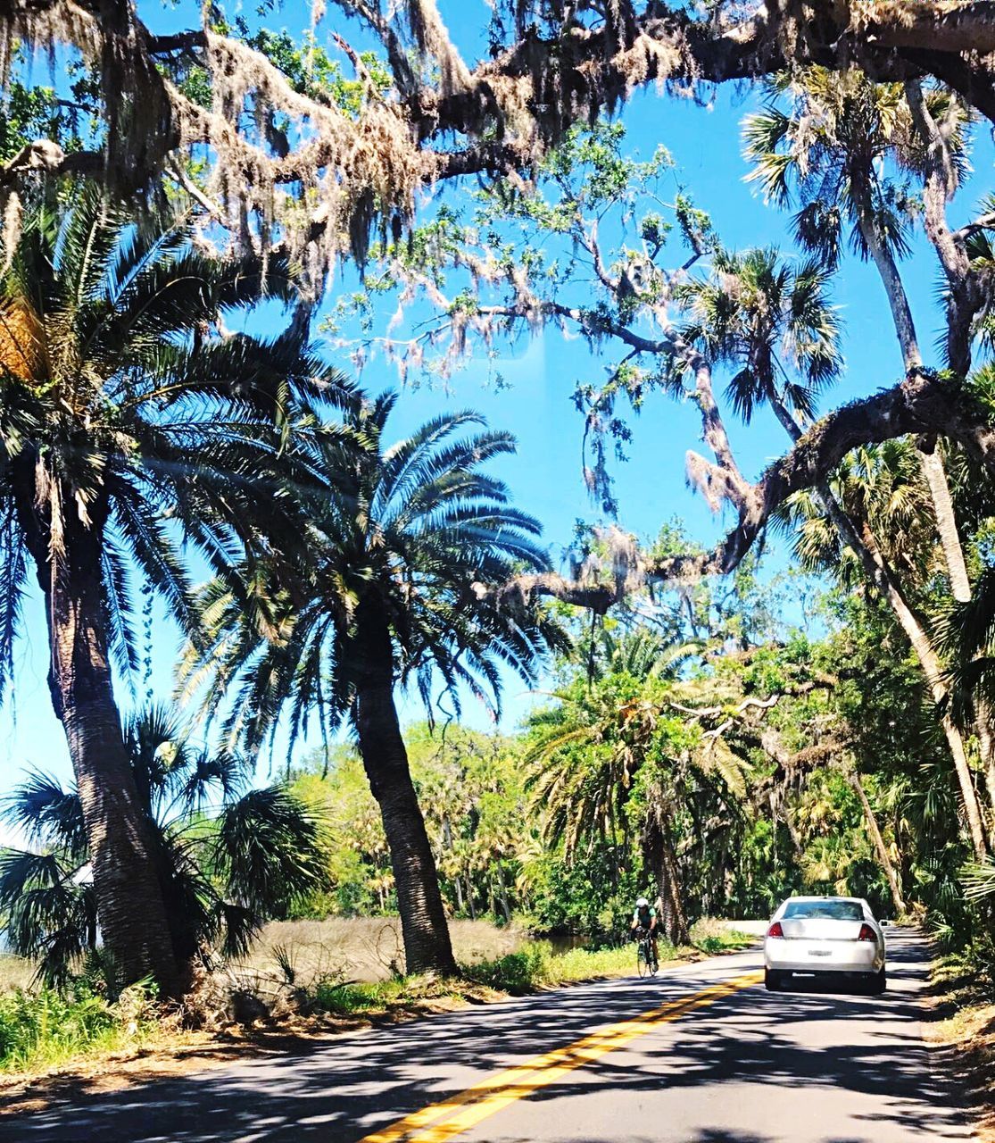 TREES BY ROAD AGAINST SKY