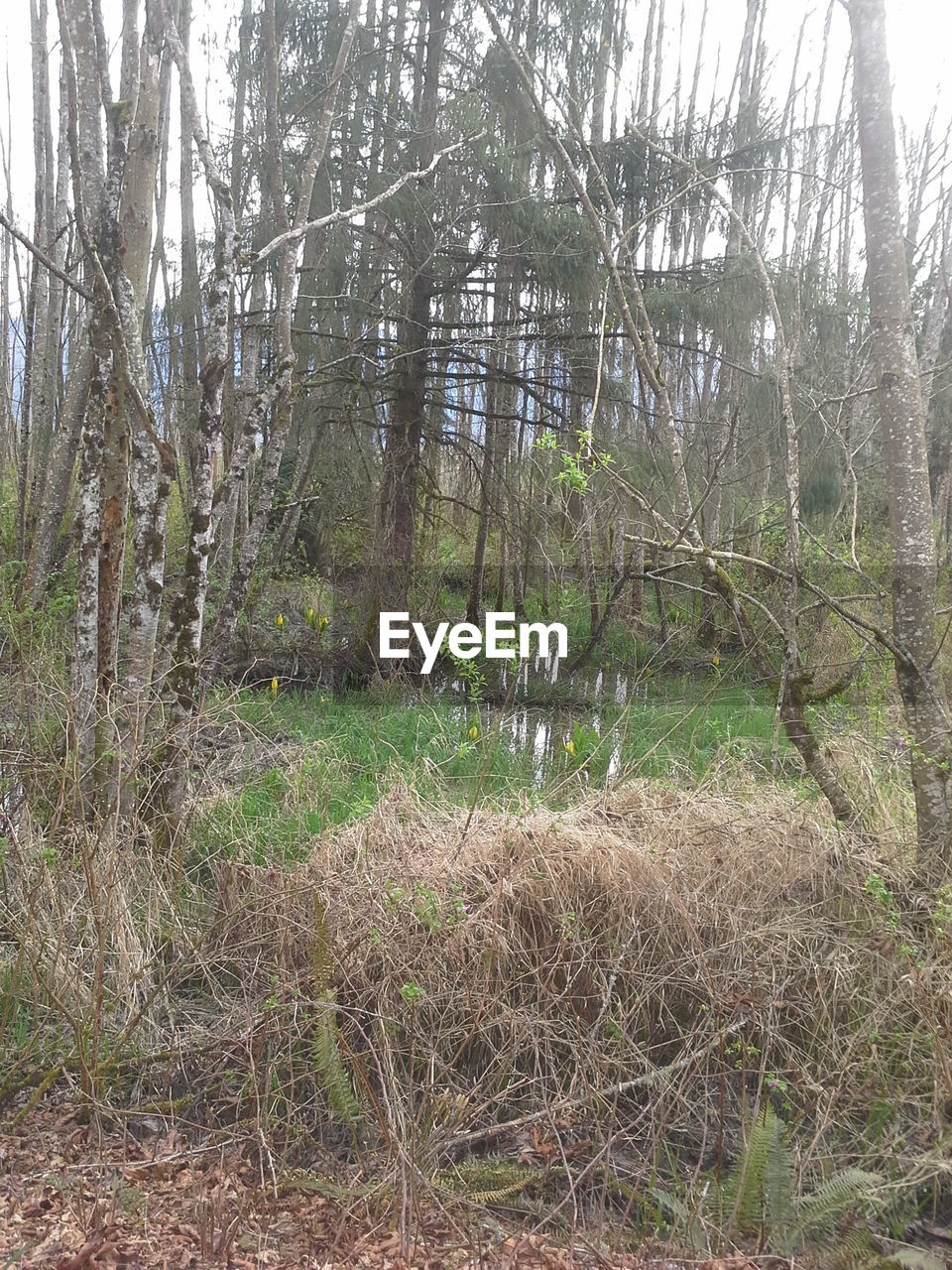 VIEW OF TREES IN FOREST