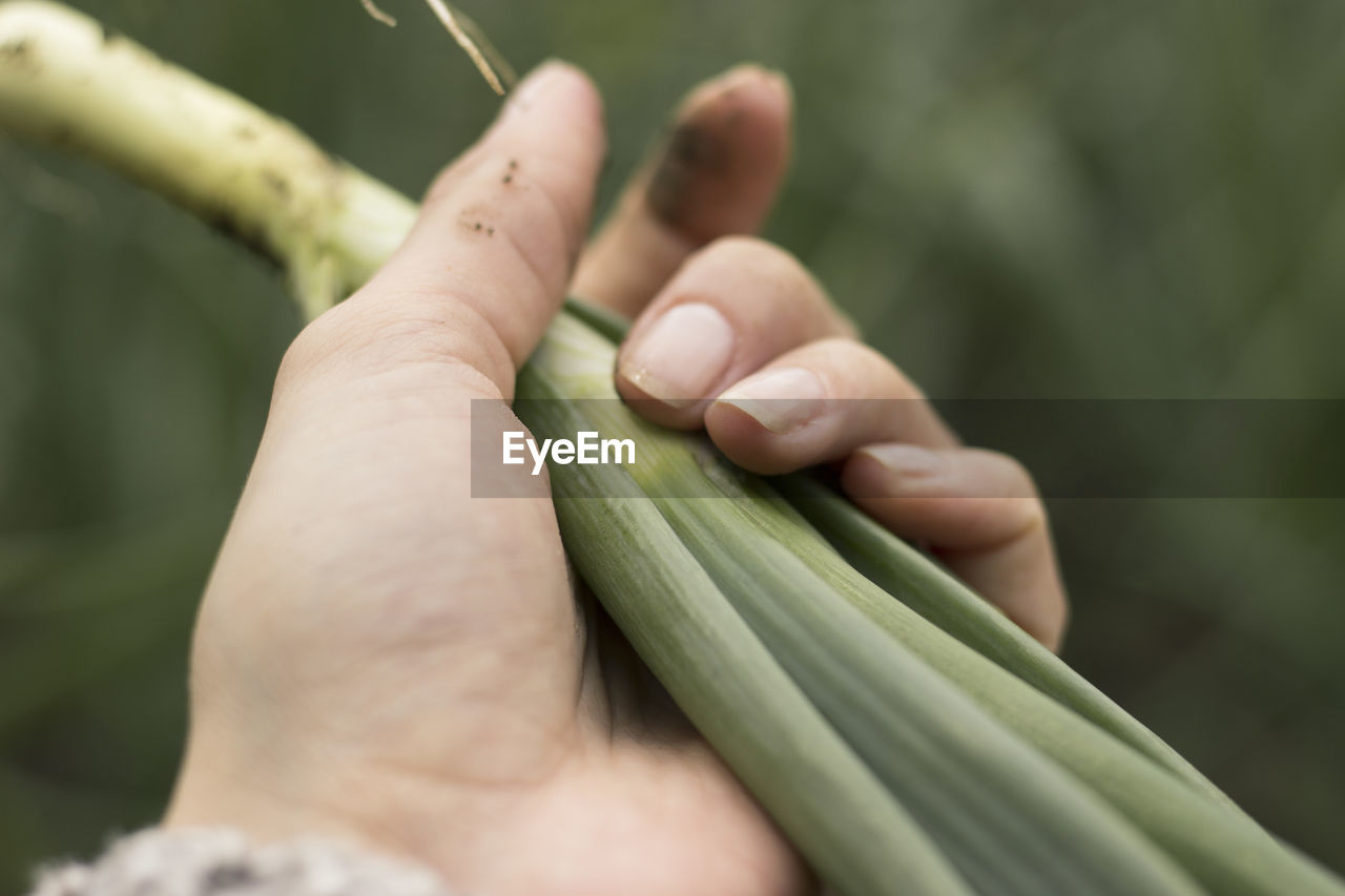 Woman holding a fresh green onion, pulled out of the ground.