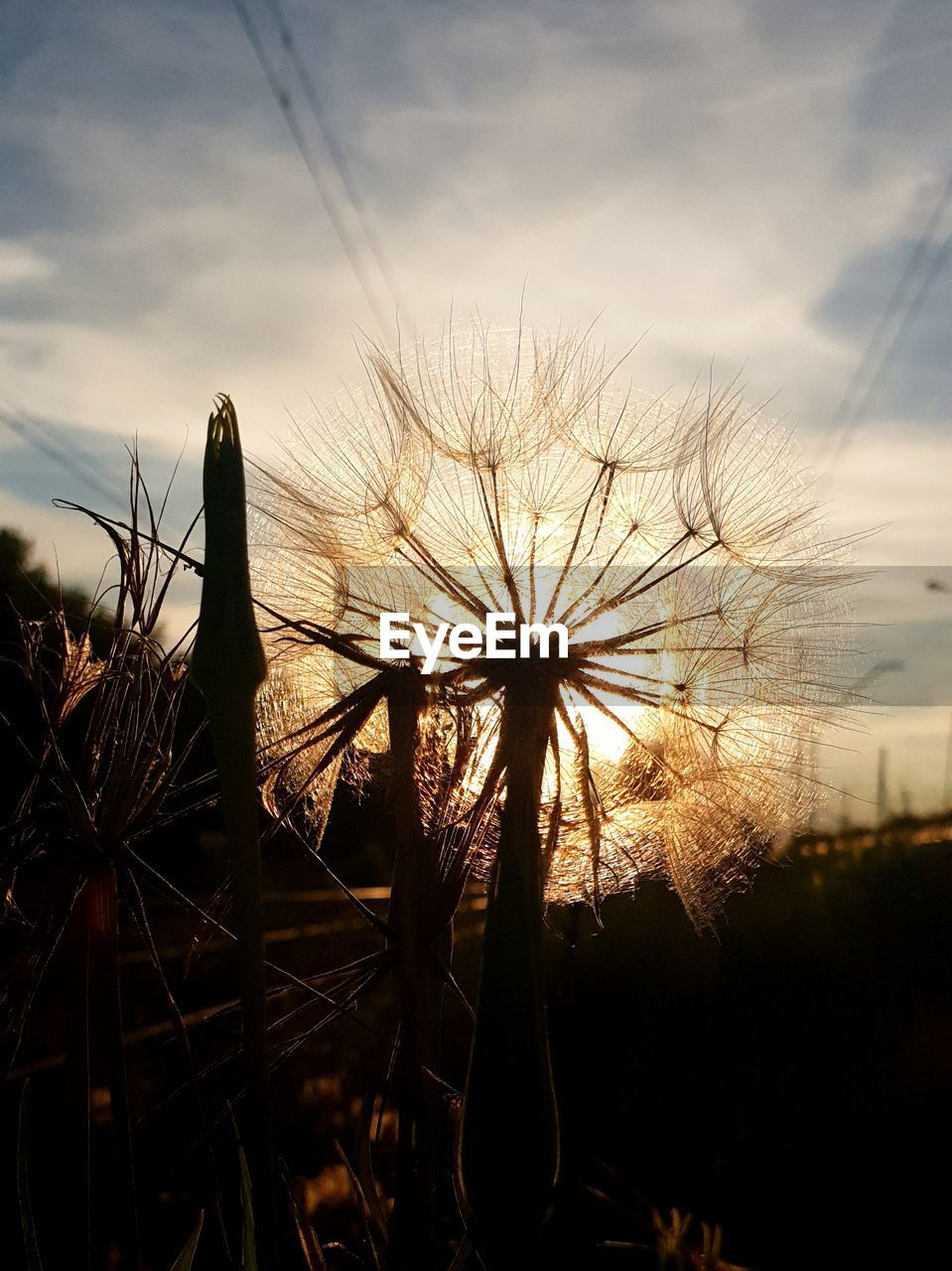 SILHOUETTE PLANT ON FIELD AGAINST SKY DURING SUNSET