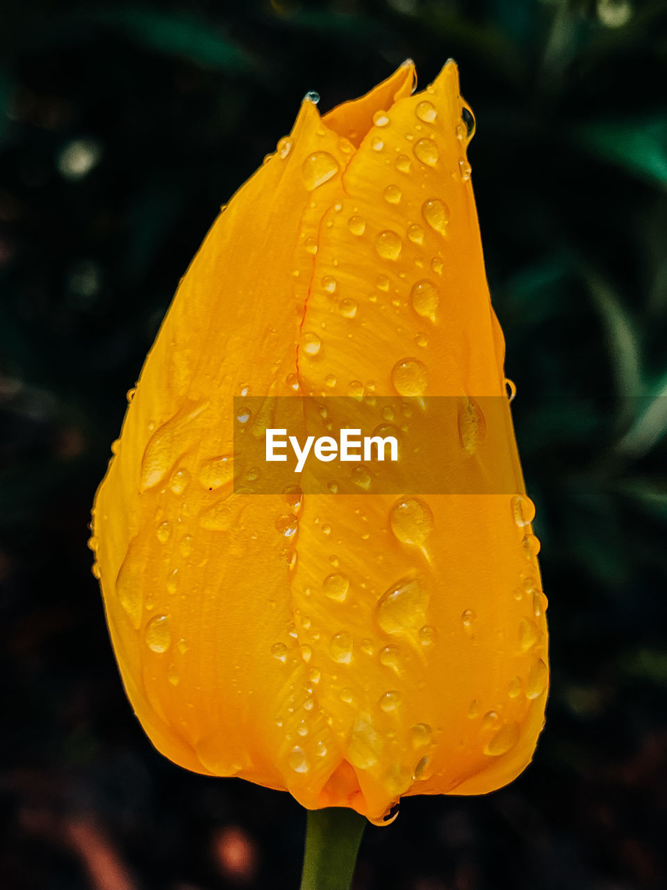 yellow, drop, water, wet, flower, leaf, plant, macro photography, nature, close-up, beauty in nature, rain, freshness, petal, no people, plant stem, flowering plant, dew, outdoors, raindrop, moisture, growth, focus on foreground, flower head, fragility, inflorescence