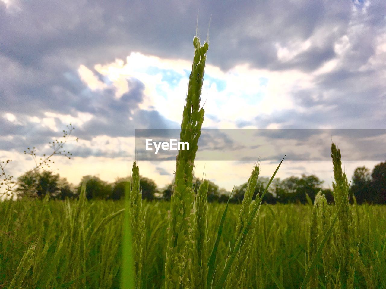 CLOSE-UP OF WHEAT GROWING ON FIELD