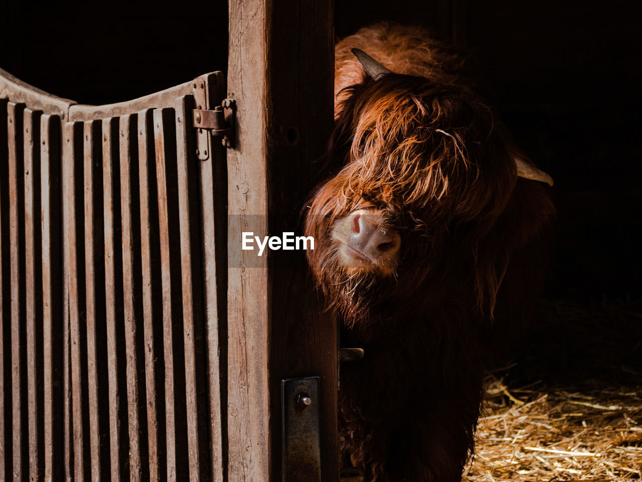 Close-up of a highland cattle in stable