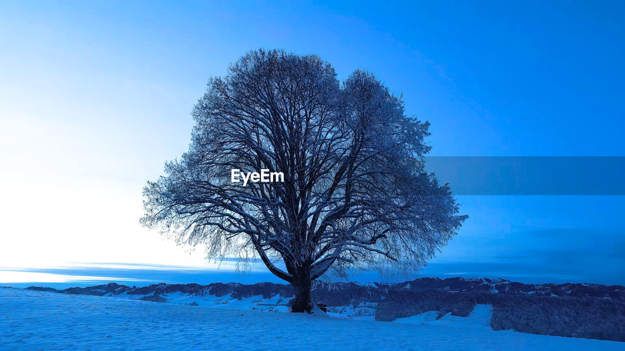 tree on snow