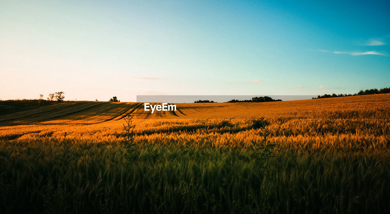 Scenic view of agricultural field against sky