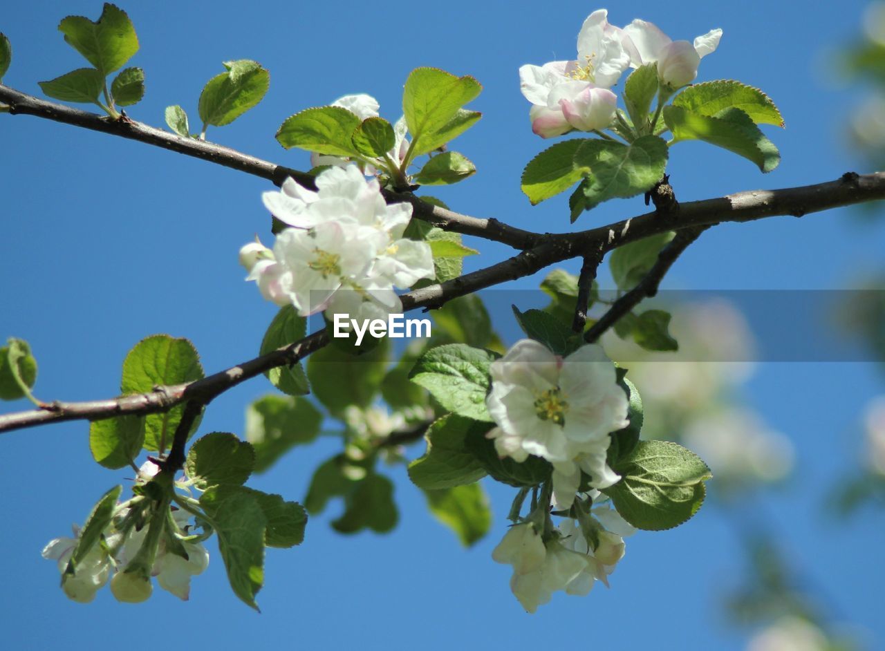 Low angle view of apple blossoms in spring