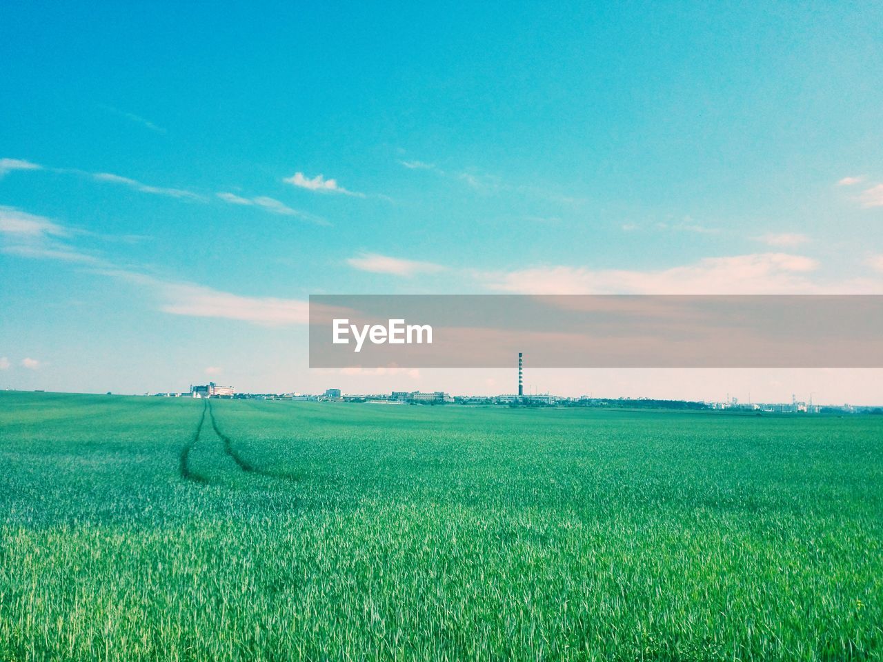 Scenic view of grassy field against sky