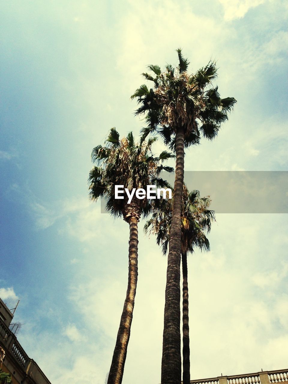 Low angle view of palm trees against sky