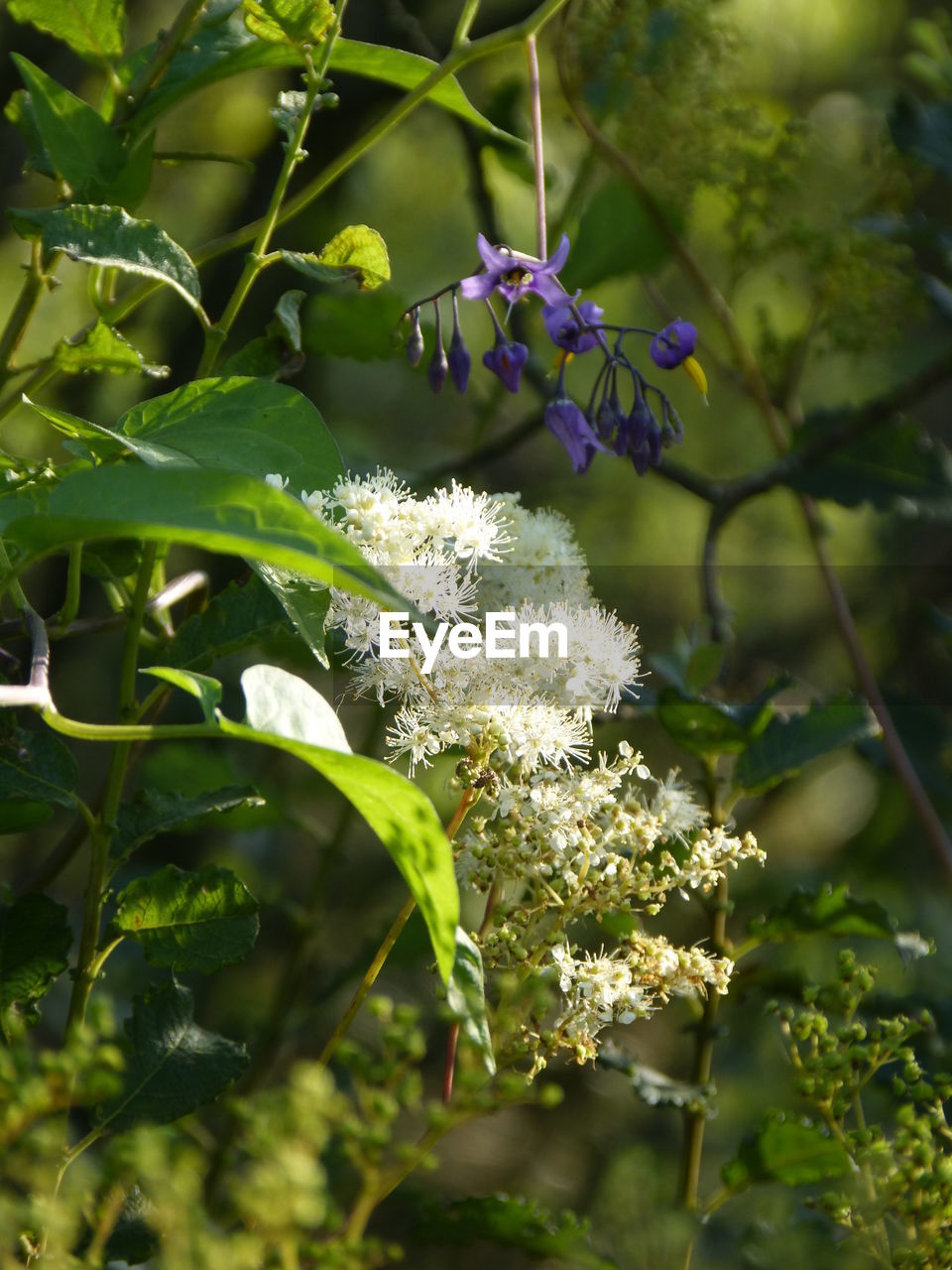 CLOSE-UP OF FLOWER BLOOMING ON TREE