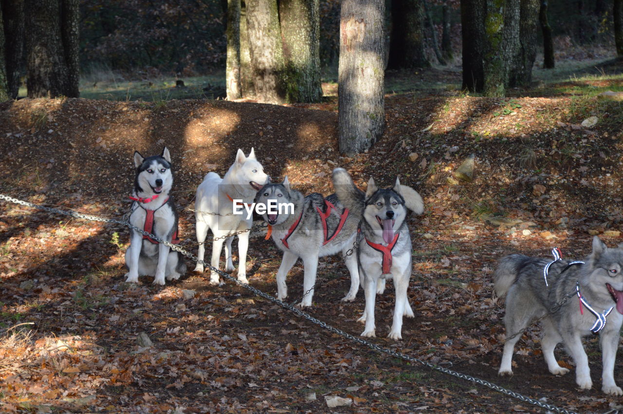 Sled dogs in the forest from france
