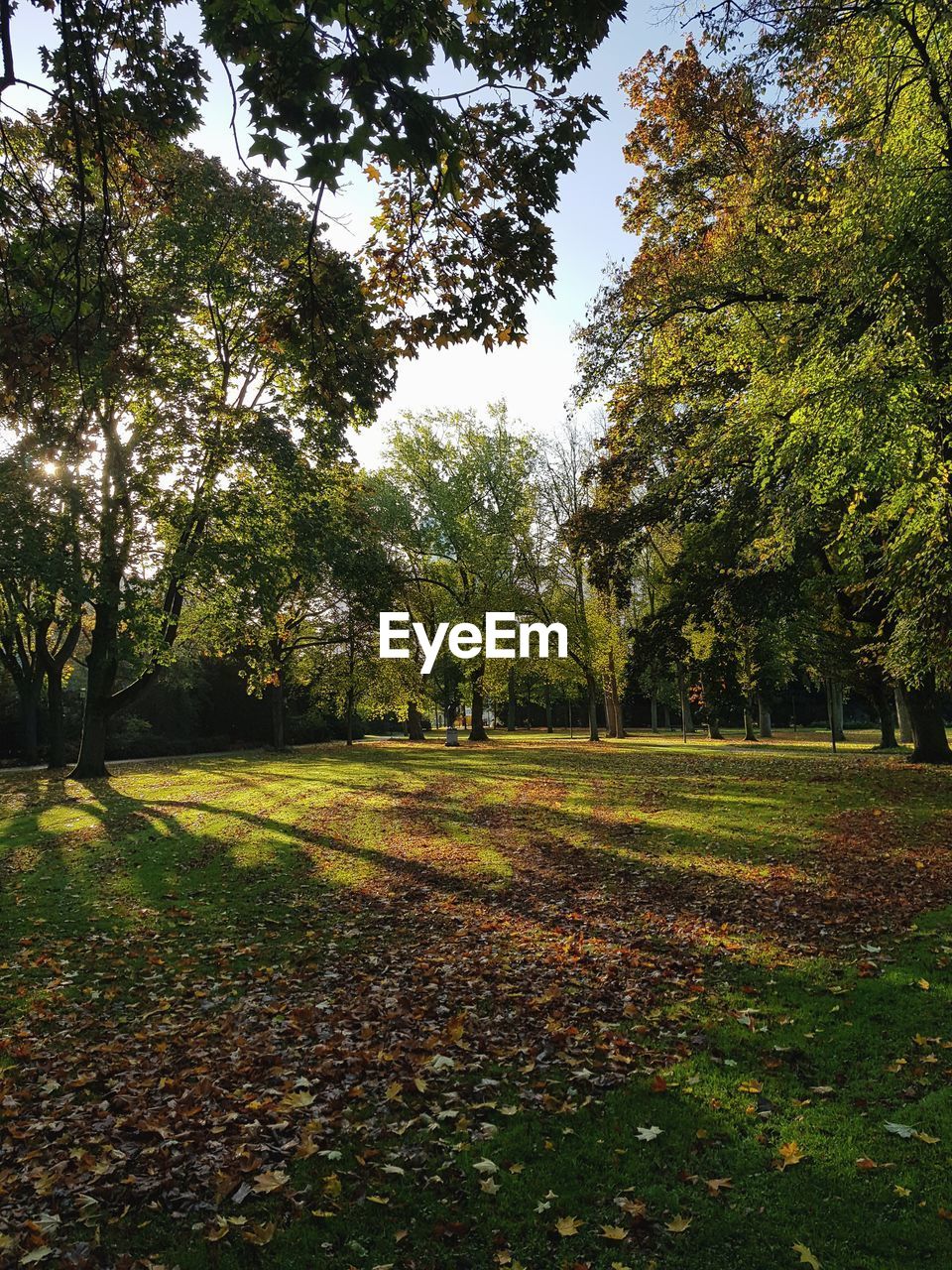 VIEW OF TREES IN AUTUMN