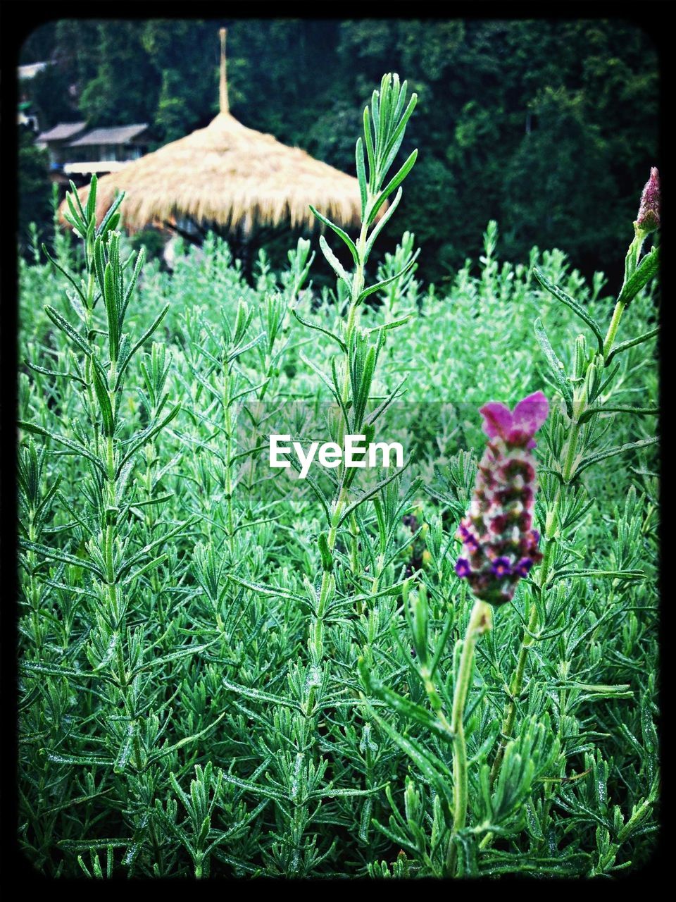 CLOSE-UP OF PLANTS GROWING ON FIELD