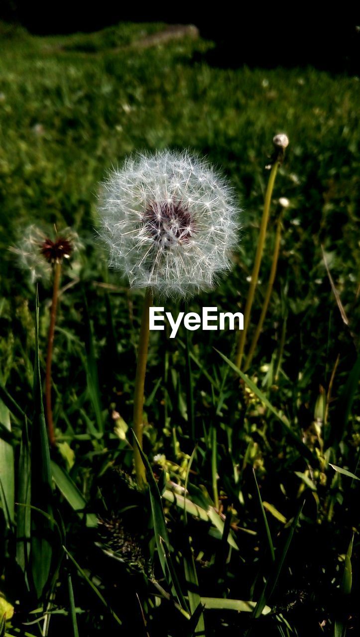 CLOSE-UP OF DANDELION IN FIELD