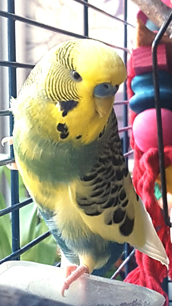 CLOSE-UP OF PARROT IN CAGE