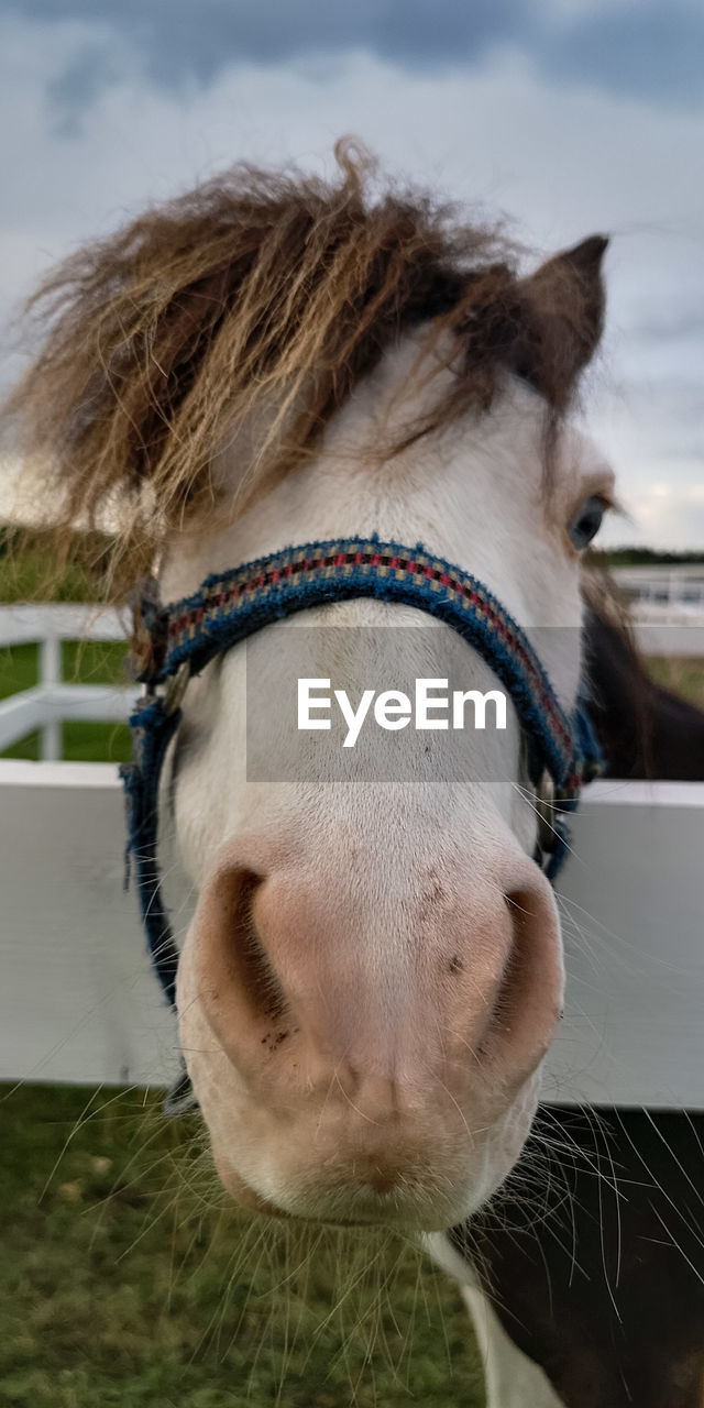 CLOSE-UP OF A HORSE ON THE FIELD