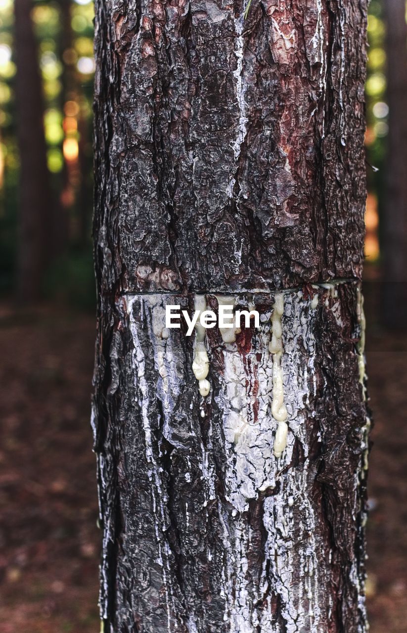 CLOSE-UP OF TREE TRUNKS IN FOREST