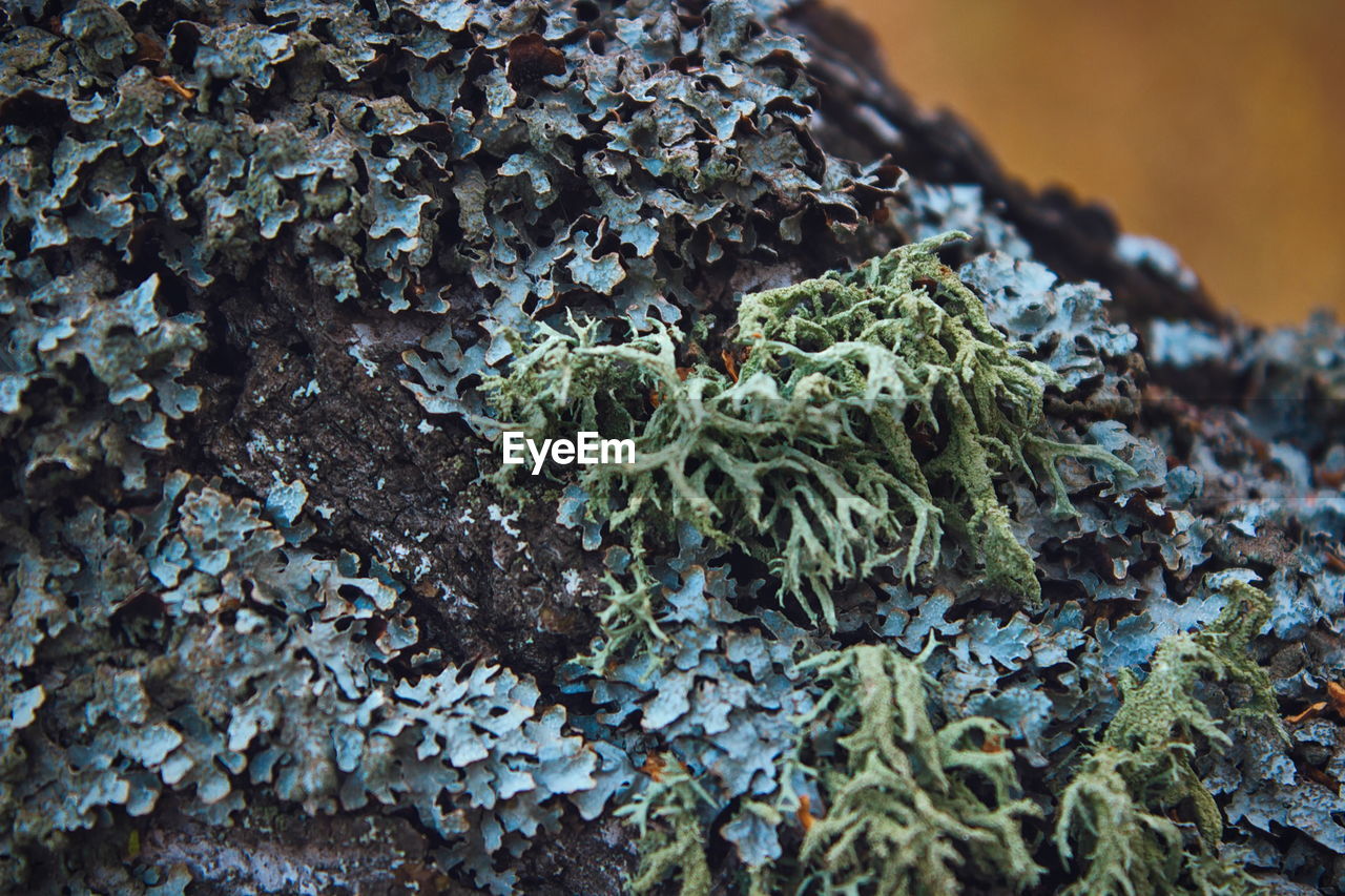 CLOSE-UP OF LICHEN ON MOSS