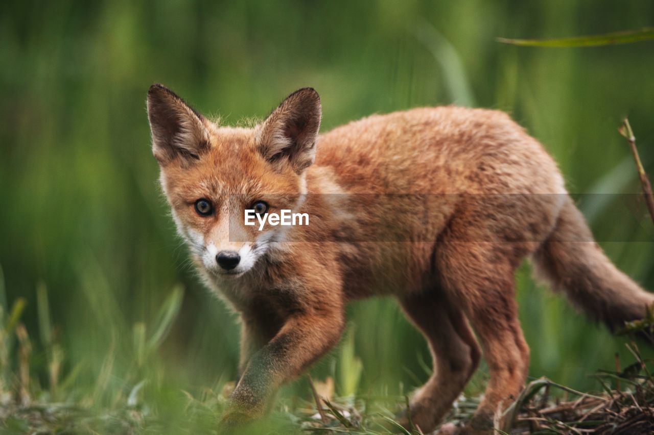 Close-up portrait of red fox cub standing on land