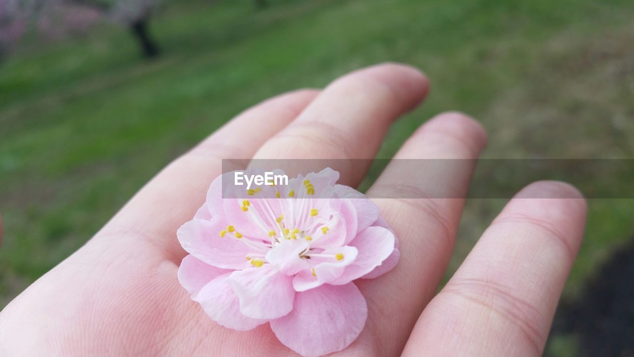 Cropped hand of woman holding pink flower