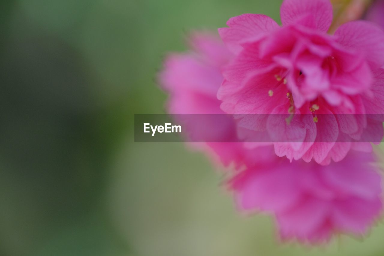 CLOSE-UP OF PINK FLOWERS BLOOMING