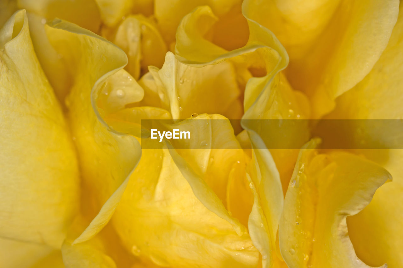 Full frame shot of yellow flower