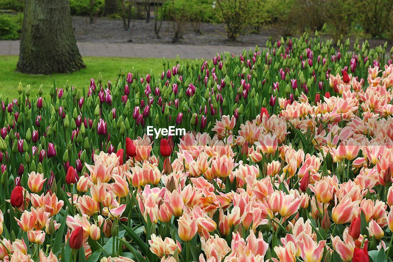 Close-up of tulips in park