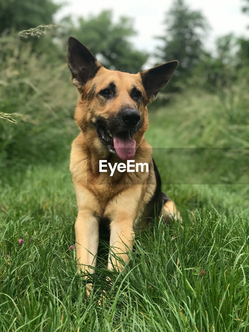 Portrait of dog sticking out tongue on field