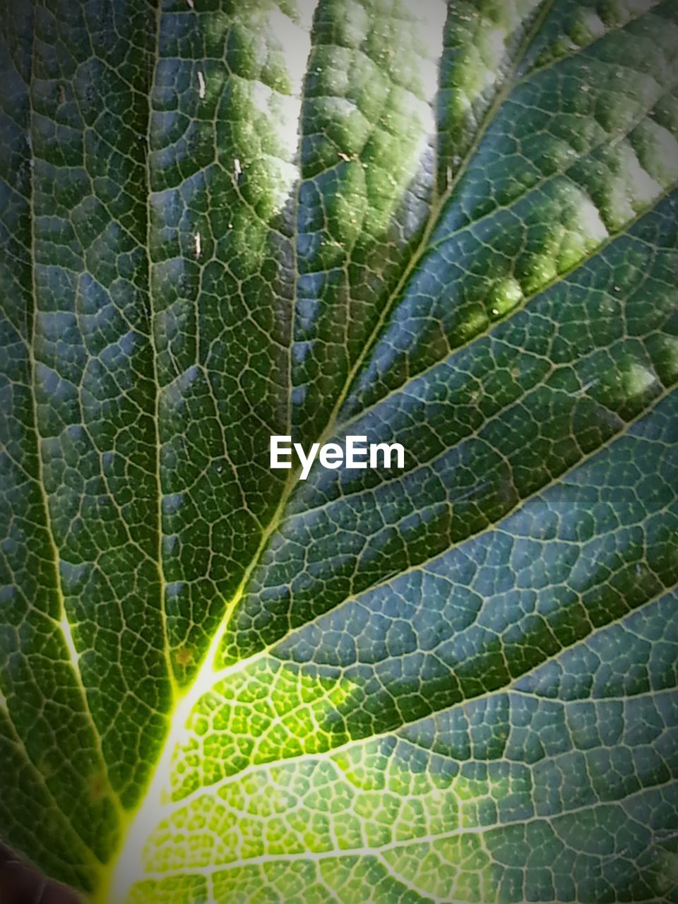 FULL FRAME SHOT OF LEAVES