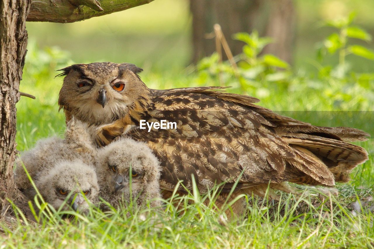 Eurasian eagle-owl with young birds on field