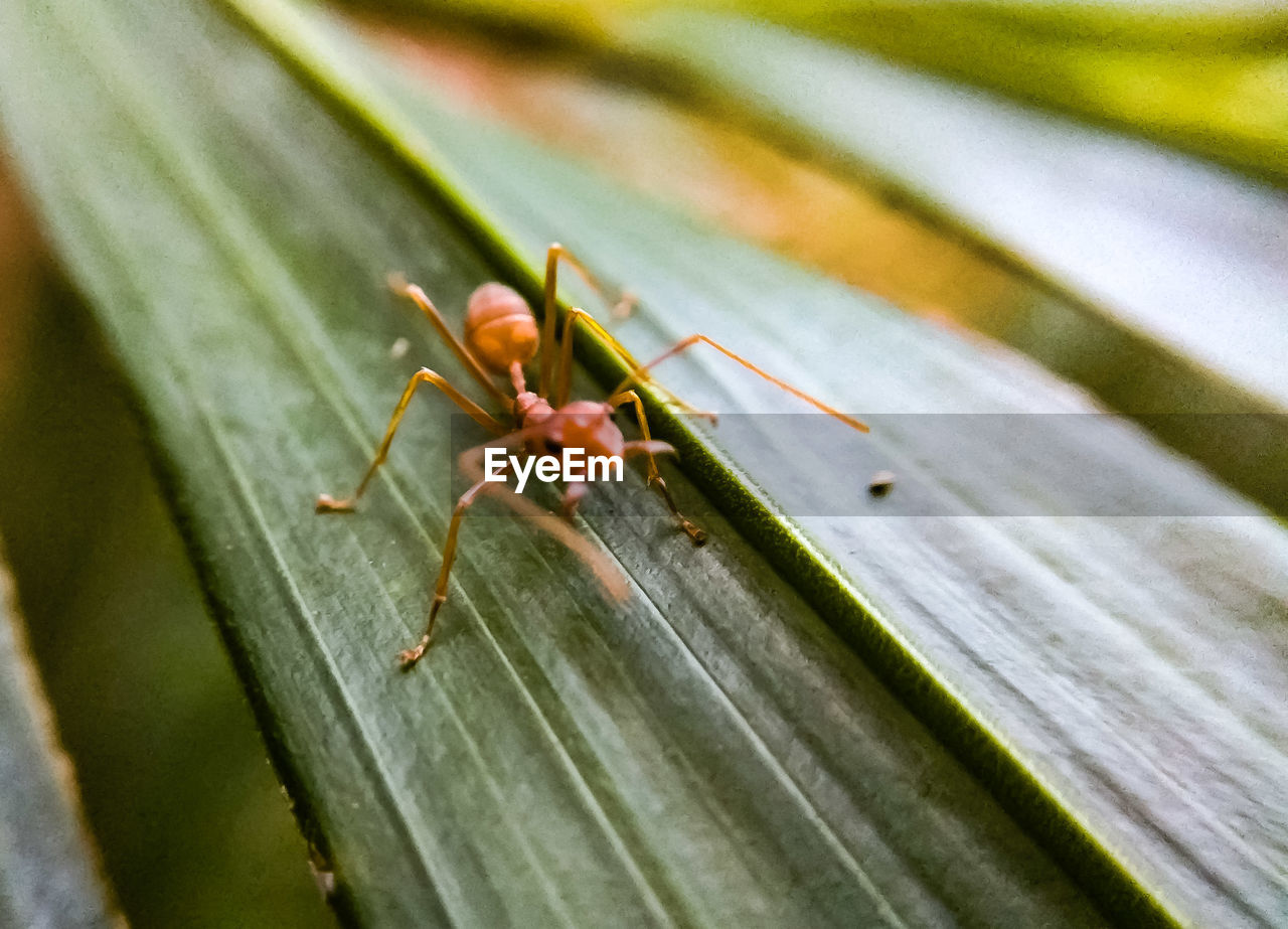 CLOSE-UP OF ANT ON LEAVES