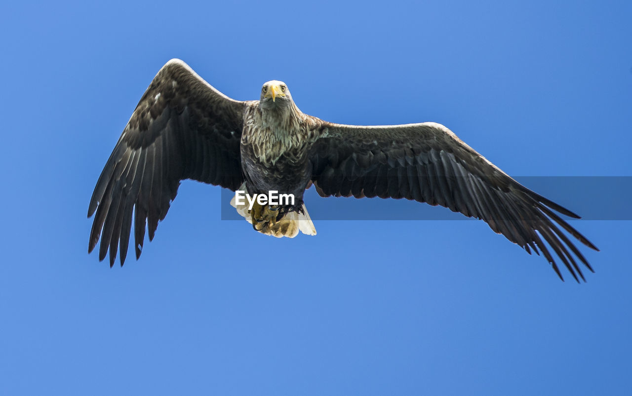 Low angle view of sea eagle flying against clear blue sky