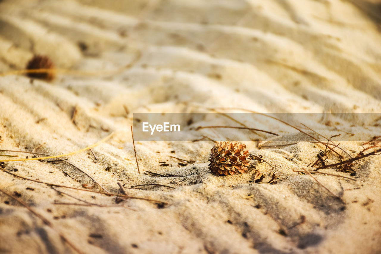 Pine fruit - cone on the sand selective focus.