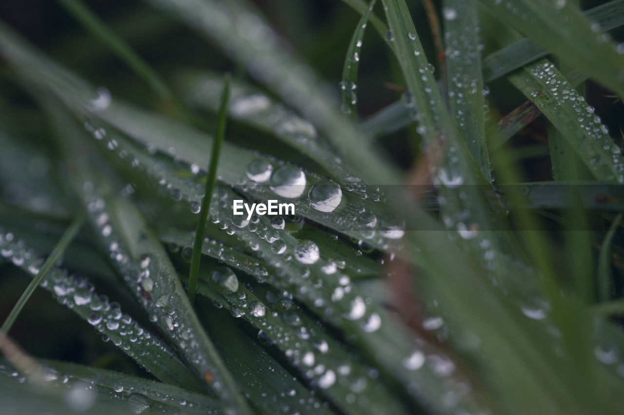 drop, wet, water, plant, dew, moisture, nature, leaf, green, close-up, grass, rain, plant part, growth, no people, selective focus, beauty in nature, macro photography, plant stem, blade of grass, freshness, raindrop, outdoors, environment, day, backgrounds, flower, monsoon, purity, frost, fragility, full frame, tranquility