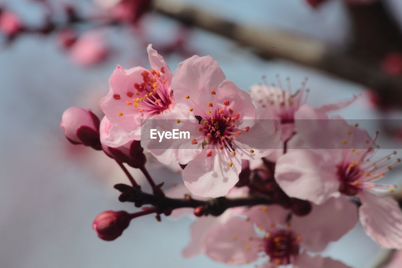 CLOSE-UP OF PINK FLOWERS