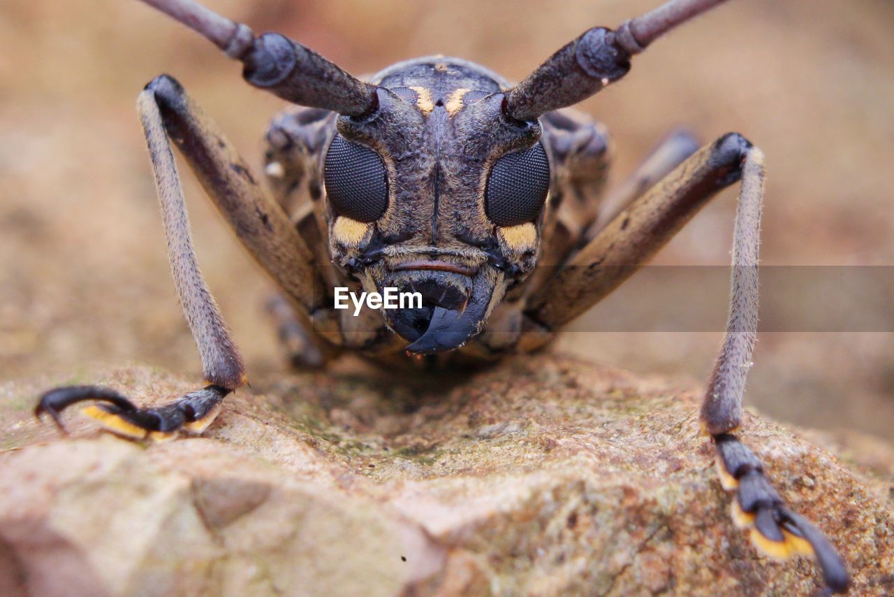 Close-up portrait of insect