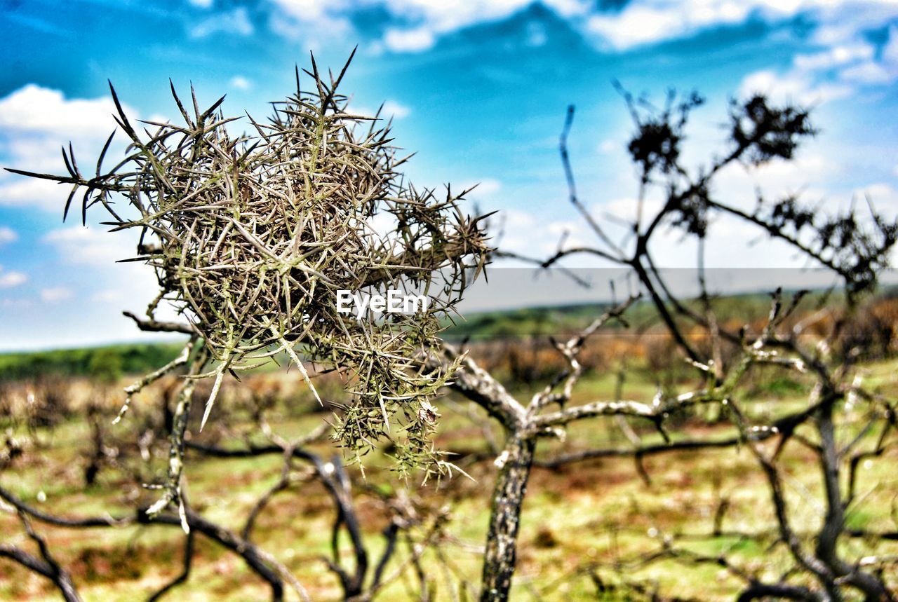 CLOSE-UP OF BARE TREE ON LANDSCAPE