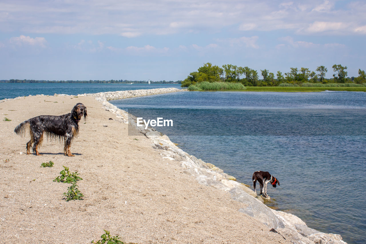 DOGS ON BEACH AGAINST SKY