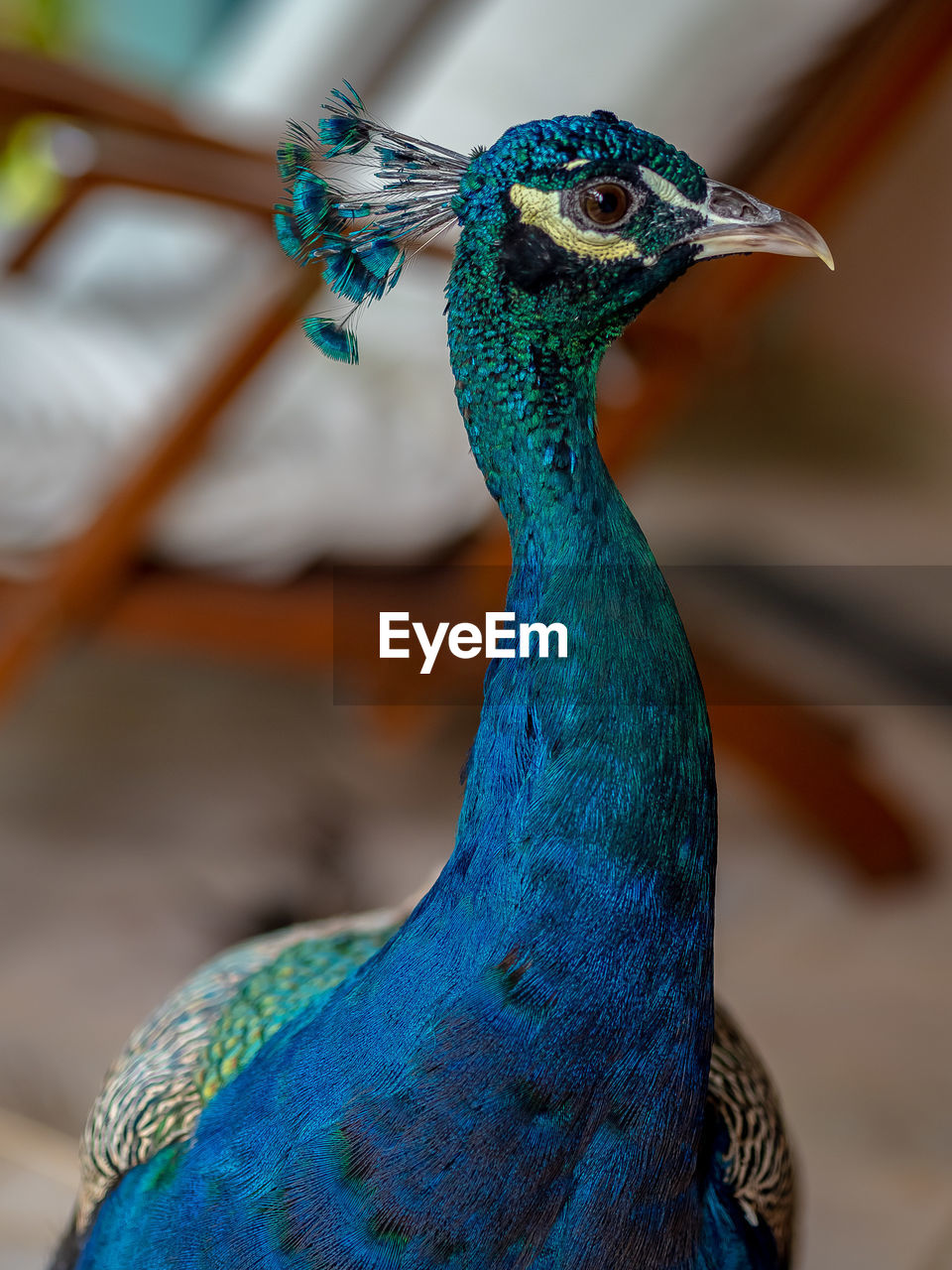 CLOSE-UP OF A PEACOCK WITH BLUE EYES