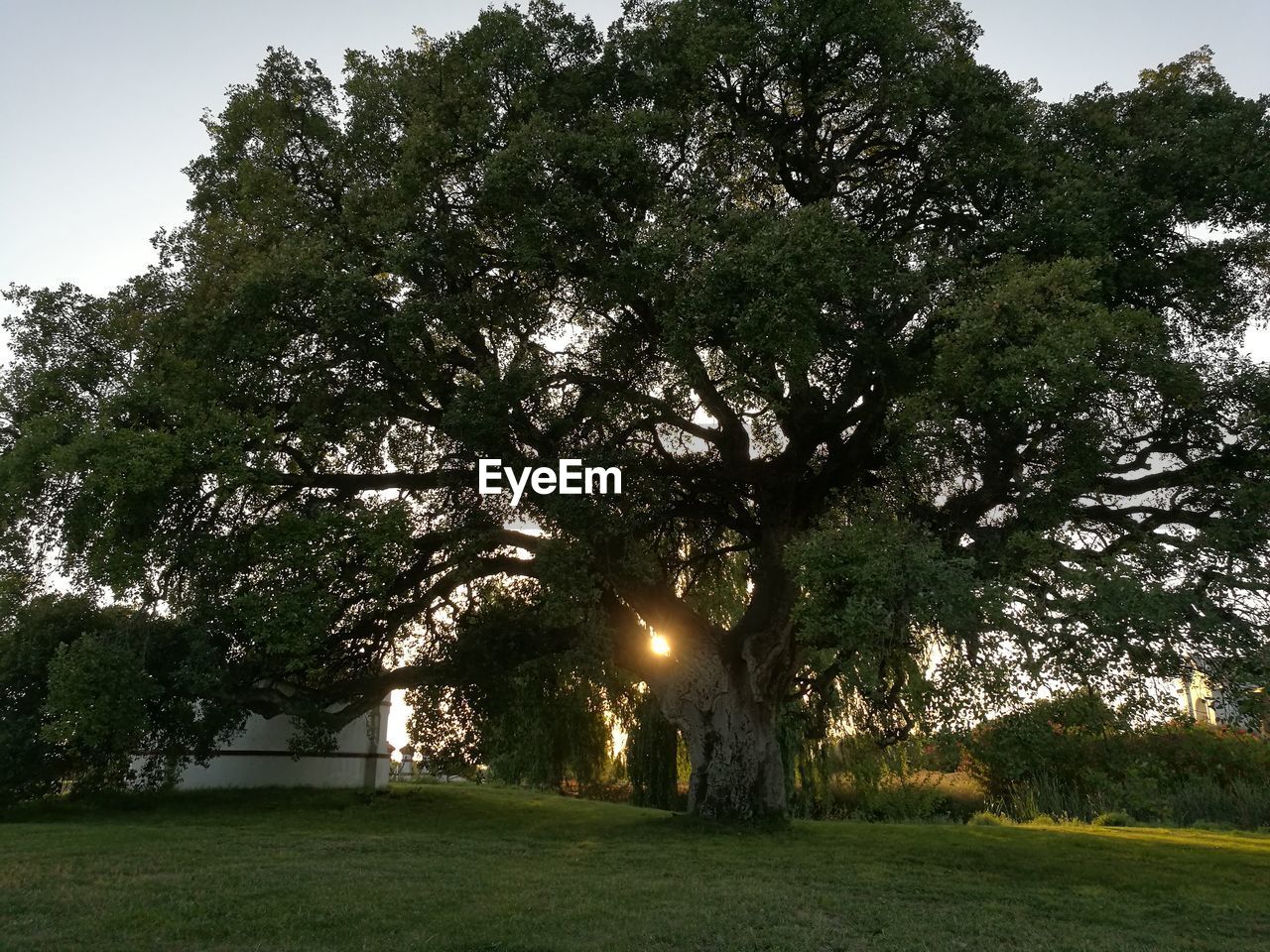 TREES IN PARK AGAINST SKY