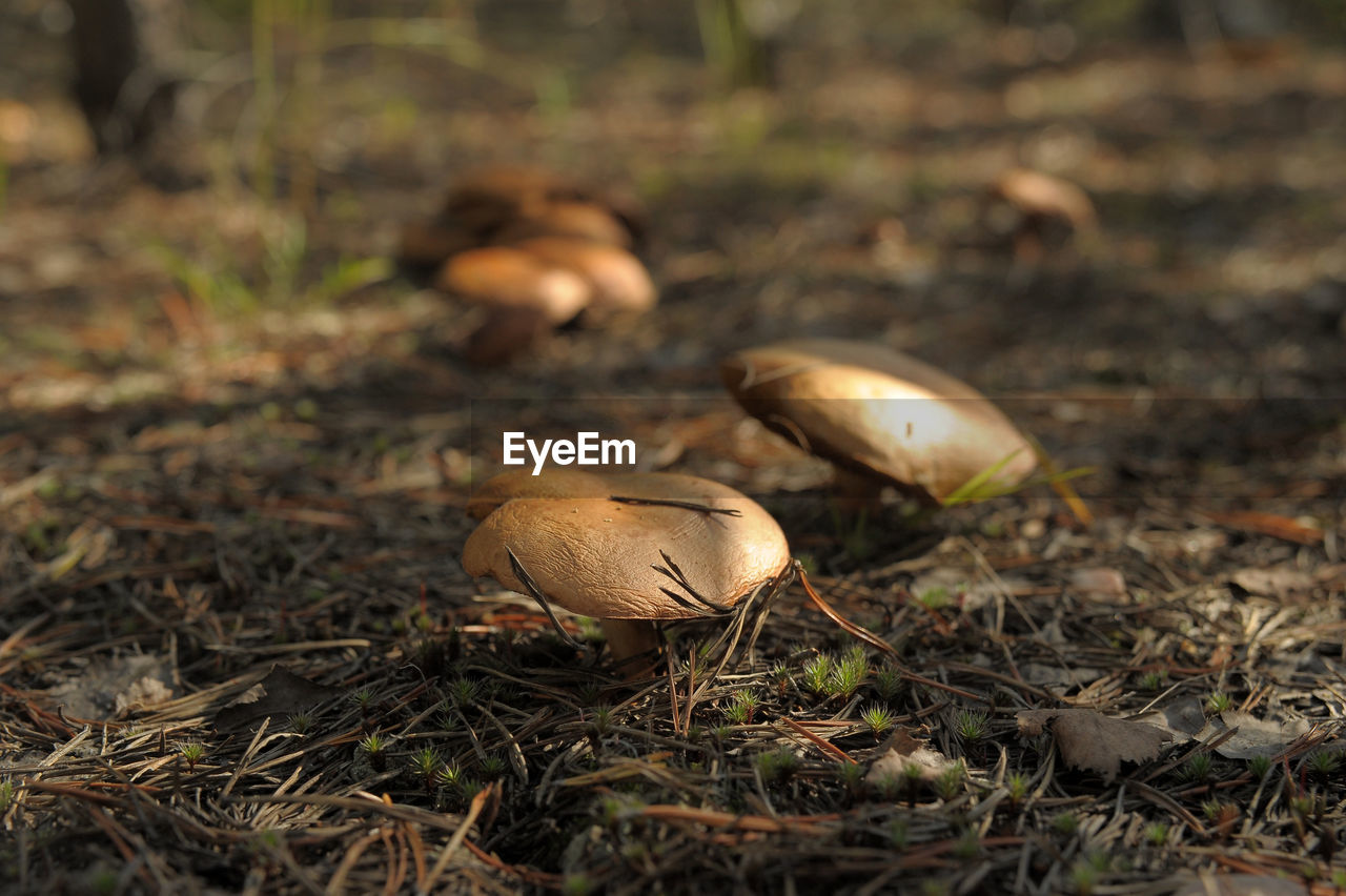 MUSHROOM GROWING ON FIELD