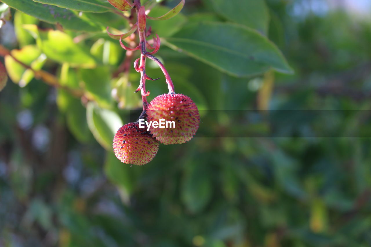 Close up of red fruits