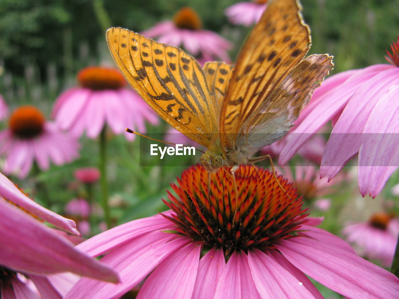 CLOSE-UP OF BUTTERFLY POLLINATING ON PURPLE FLOWER